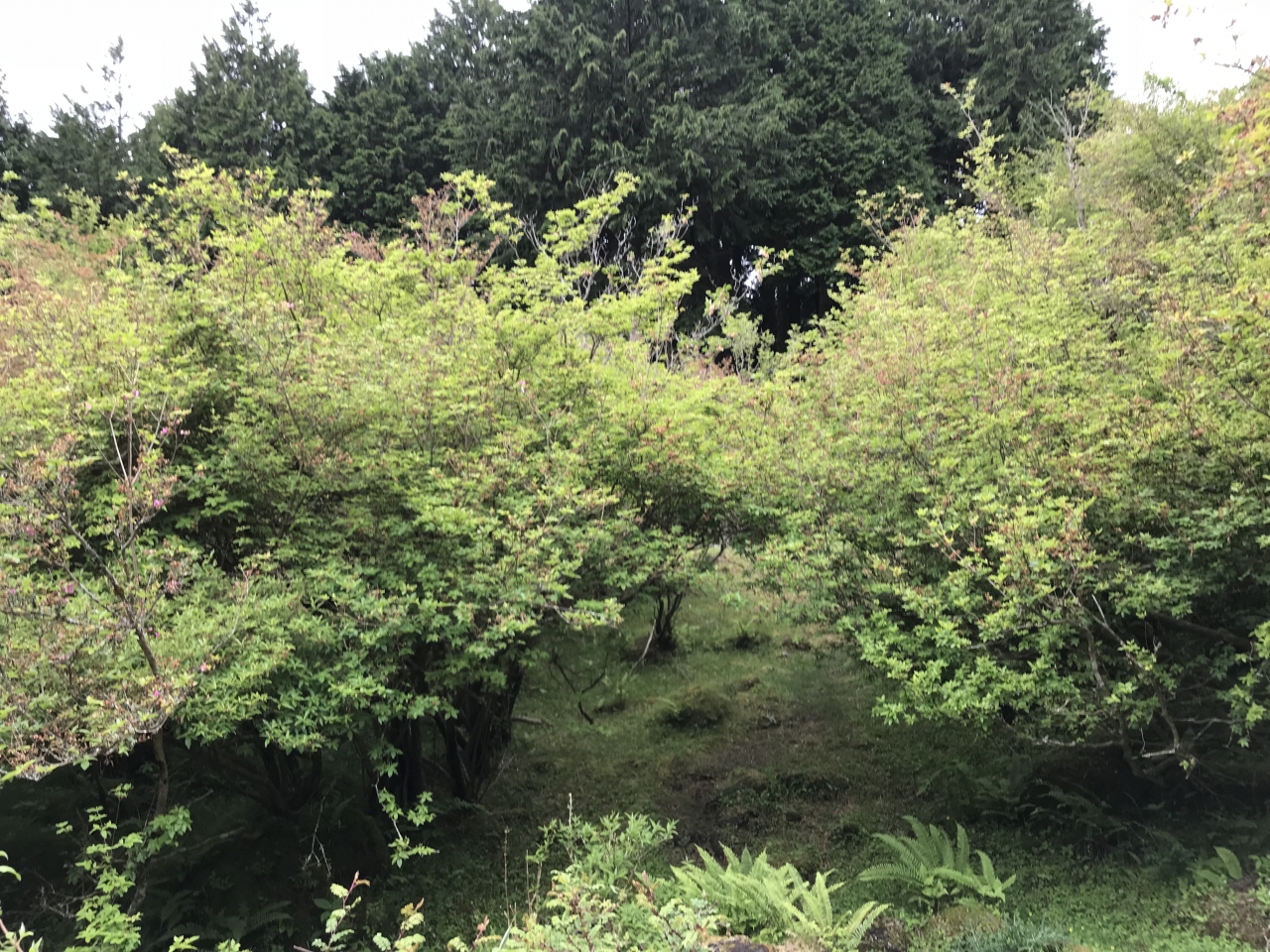 愛鷹ツツジについて | 愛鷹つつじの咲く別荘地十里木南富士